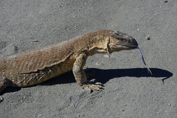 Rock Monitor (Varanus albigularis)