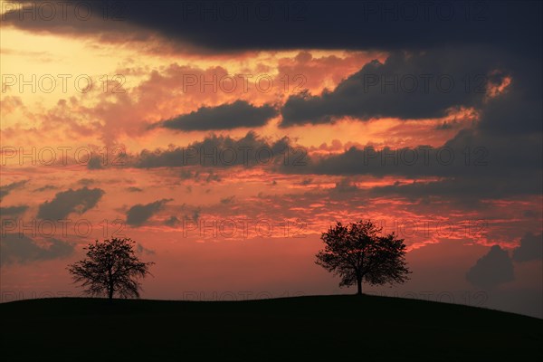 Trees silhouetted against a sky full of storm clouds