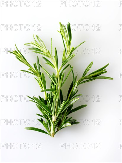 Fresh rosemary leaves