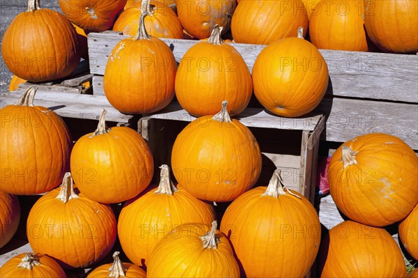 Pumpkins at the autumn market