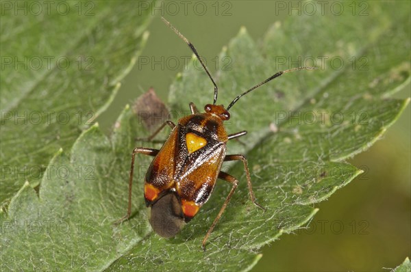 Mirid Bug (Deraeocoris ruber)