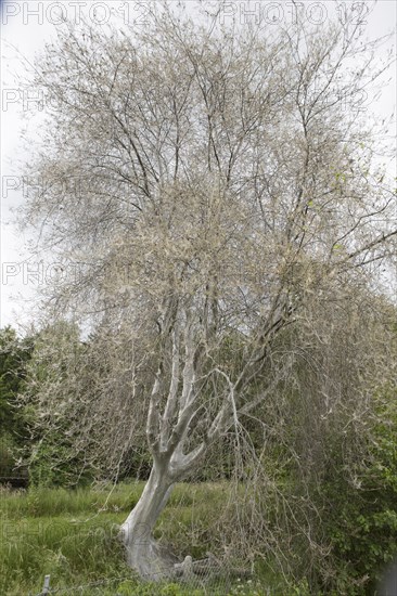 Tree infested with Ermine Moths (Yponomeuta sp.)