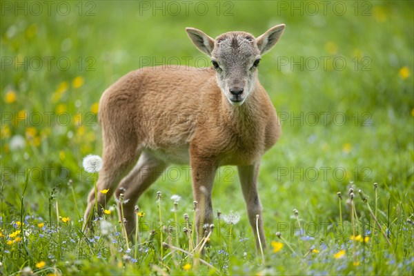 European Mouflon (Ovis ammon Musimon)