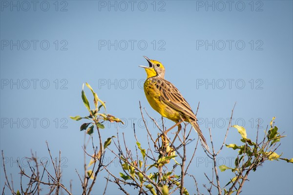 Yellow-throated Longclaw (Macronyx croceus)