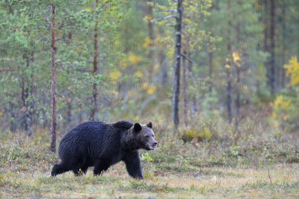 Brown Bear (Ursus arctos) in the autumnally coloured taiga or boreal forest