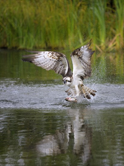 Osprey (Pandion haliaetus) taking flight after a successful hunt with Rainbow Trout (Oncorhynchus mykiss) as prey