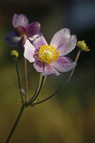 Chinese Anemone