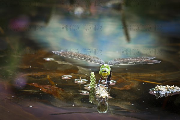 Emperor Dragonfly or Blue Emperor (Anax imperator)