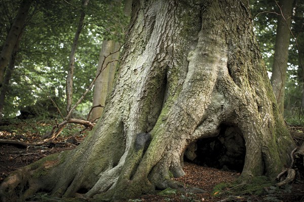 Ancient Beech (Fagus)