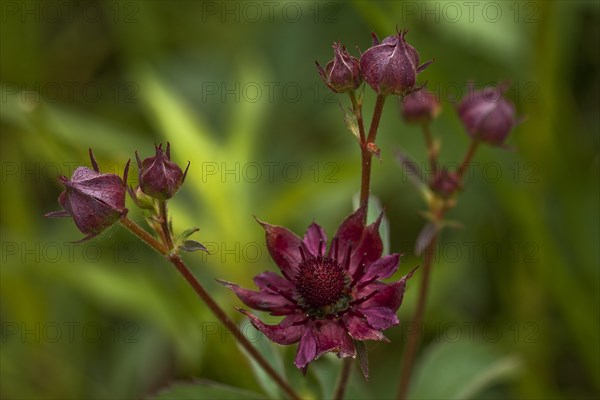 Purple Marshlocks