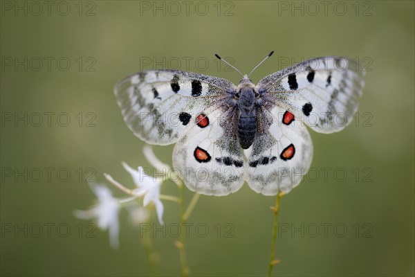 Apollo or Mountain Apollo (Parnassius apollo) butterfly sitting on a grass lily