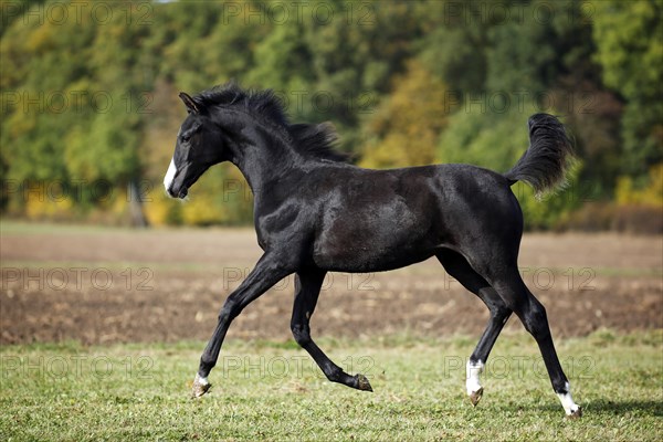 Black Wuerttemberg foal