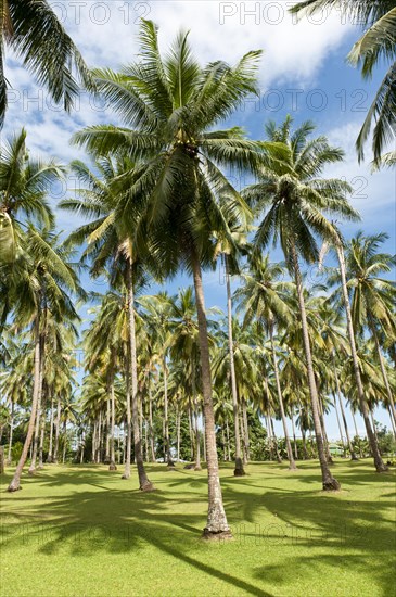 Coconut Palms (Cocos nucifera) on a plantation