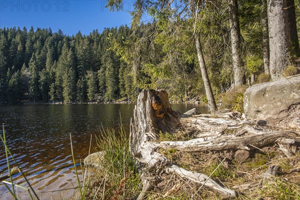 Tree stump