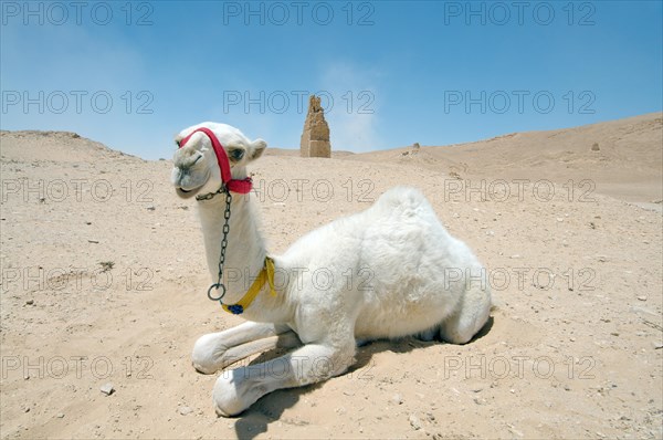 Young white camel (Camelus dromedarius) lying on the sand near tower tomb