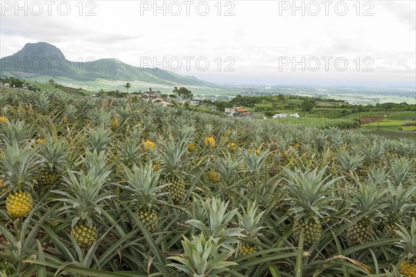 Pineapple field on tropical island