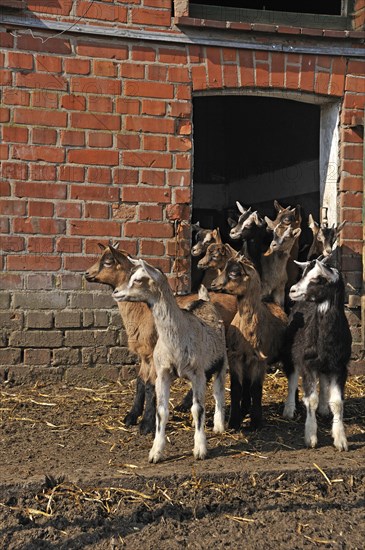 Goatlings or kids standing in front of a barn door on an organic farm