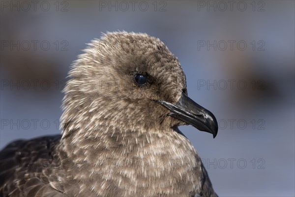 South Polar Skua (Stercorarius maccormicki)