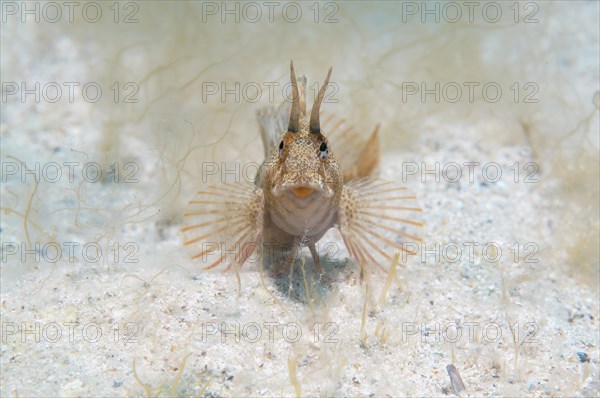 Tentacled Blenny (Parablennius tentacularis)