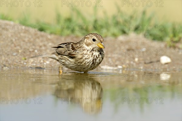 Corn Bunting (Emberiza calandra) washing itself