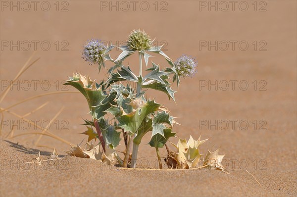 Sea Holly (Eryngium maritimum)