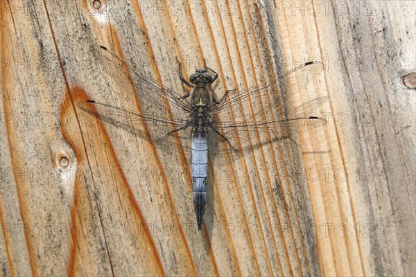 Black-tailed Skimmer (Orthetrum cancellatum)