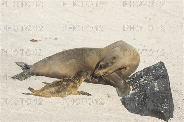 Galapagos Sea Lion (Zalophus wollebaeki)