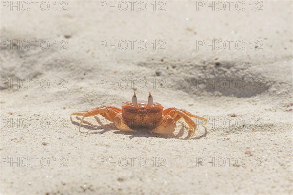 Painted Ghost Crab or Cart Driver Crab (Ocypode gaudichaudii)