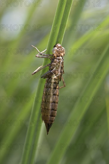 Emperor Dragonfly (Anax imperator)