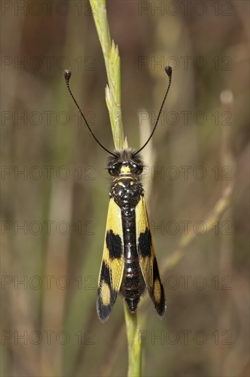 Diurnal Owlfly (Libelloides macaronius)