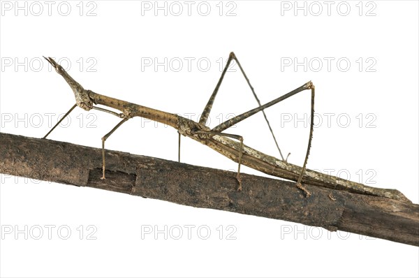 Horse Head Grasshopper (Pseudoproscopia latirostris)