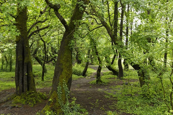 Floodplain forest at Koycegiz Lake with Oriental Sweetgum or Turkish Sweetgum trees (Liquidambar orientalis)