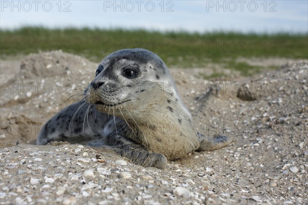 Harbour Seal (Phoca vitulina)