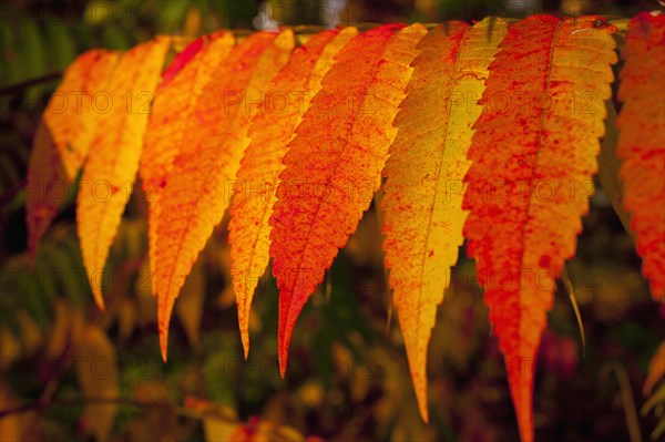 Autumnally coloured sumac leaves