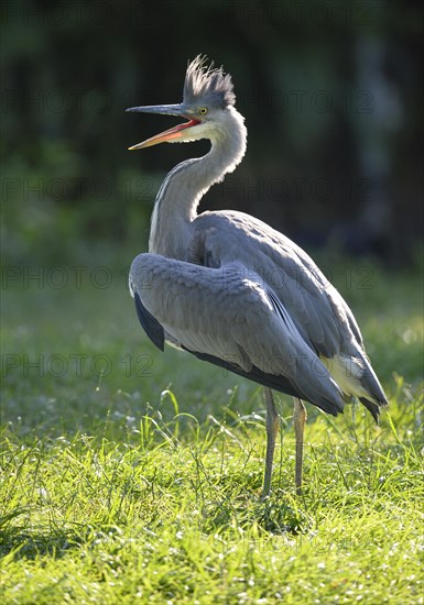 Grey Heron (Ardea cinerea)