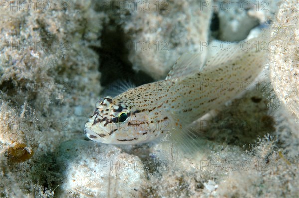 Bucchich's Goby (Gobius bucchichi)