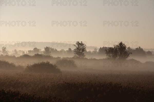 Lake Federsee Moor with morning fog