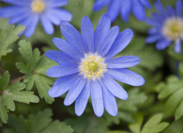 Balkan Anemones (Anemone blanda