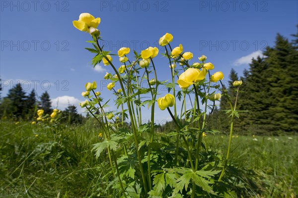 Globe Flower (Trollius europaeus)