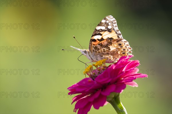 Painted lady (Vanessa cardui) on Zinnia (Zinnia elegans)