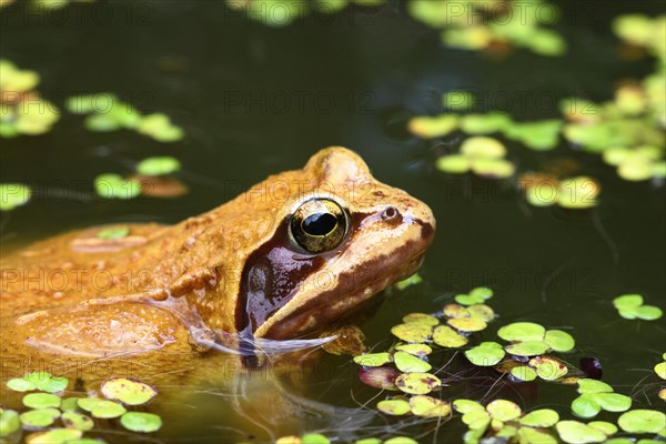 Common frog (Rana temporaria) with Duckweeds (Lemna)