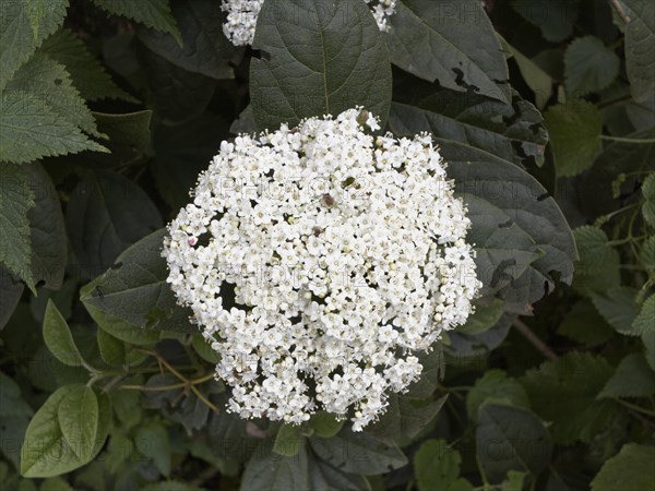 Laurustinus Viburnum (Viburnum tinus rigidum)