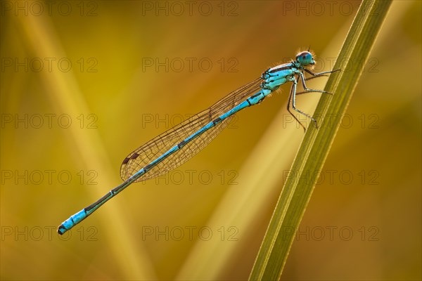 Azure Damselfly (Coenagrion puella)