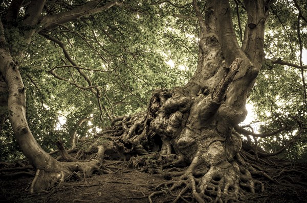 Ancient Beech (Fagus) in a forest