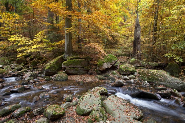 Ilse River in Ilsetal valley in autumn