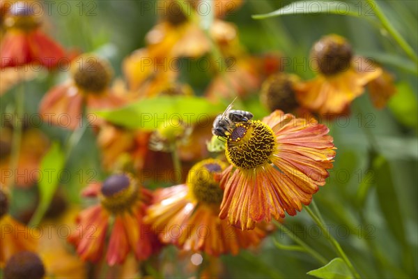 Sneezeweed (Helenium) with honeybee