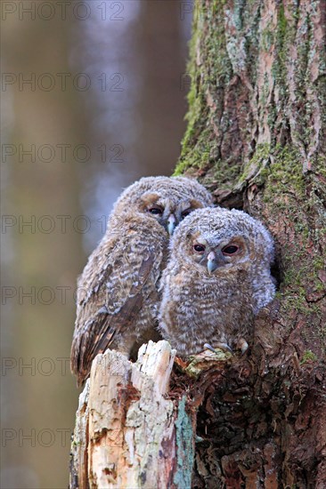 Young Tawny Owls or Brown Owls (Strix aluco) perched in front of a tree hollow