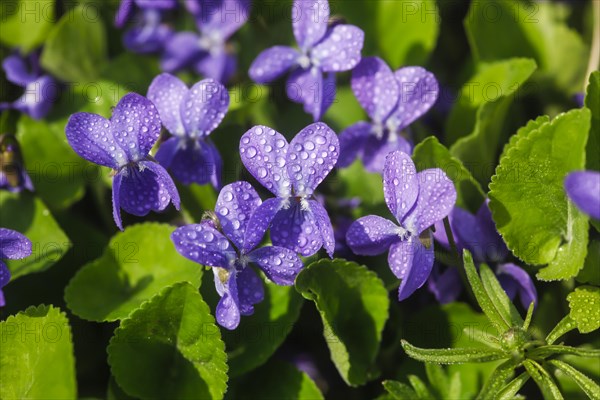 Wood Violet