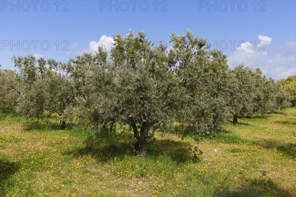 Olive grove