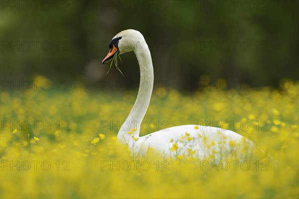 Mute Swan (Cygnus olor) feeding on buttercups (Ranunculus)